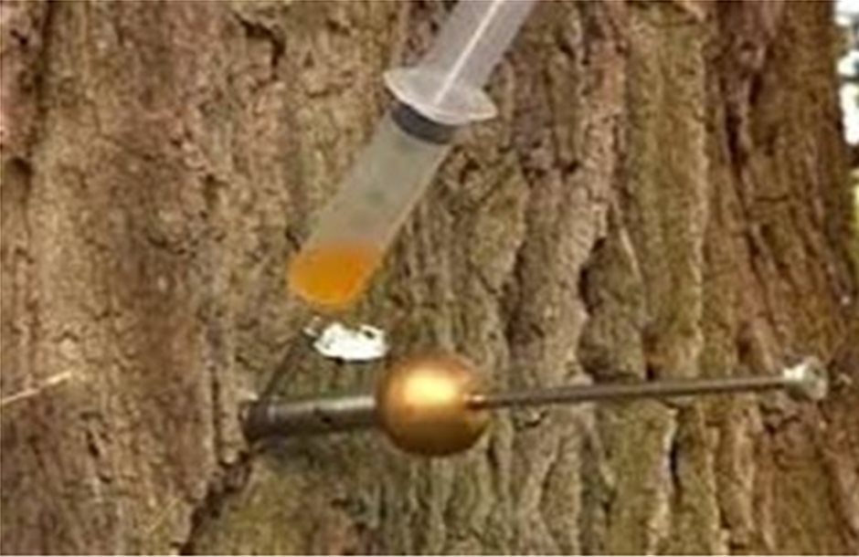 Ενέσεις… σκόρδου σώζουν άρρωστα δέντρα στην Αγγλία